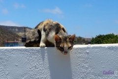 Bower Media Trail of Missions D2-35