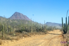 Bower Media Trail of Missions D3-61