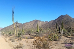 Bower Media Trail of Missions D3-63