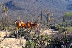 Bower Media Trail of Missions D3-67