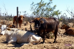 Bower Media Trail of Missions D4-90