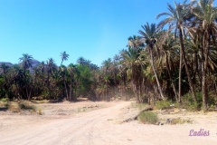 Bower Media Trail of Missions D5-38