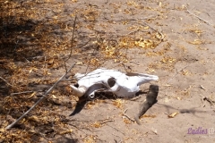 Bower Media Trail of Missions D6-33